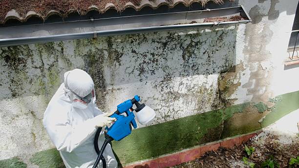 Top rated local Mold Remediation specialists in Plainview, TN